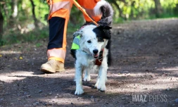 Chien chercher de fuites d'eau