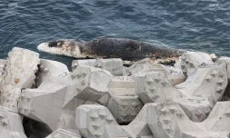 Une carcasse de cachalot au large de la Grande Chaloupe