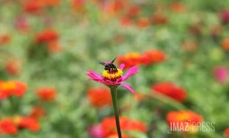 jardin fleur 