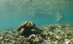 tortues imbriquées du lagon présence humaine