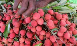 reportage légumes et fruits 