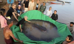 raie de 300 kg