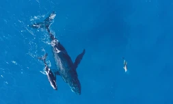 Territoire de l'Ouest : la saison des baleines est enclenchée 