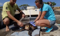 La tortue Moana retrouve l'Océan