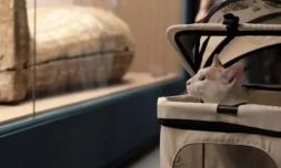 Un chat assiste à la "nuit des chats" au musée de Shanghai, pendant son exposition temporaire sur l'Egypte ancienne, le 27 juillet 2024 ( AFP / AGATHA CANTRILL )