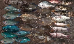 Pêche illégale dans la réserve marine
