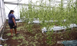 dégats cyclone Belal chez une agricultrice