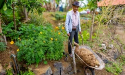 Le Tampon : un manioc de 50 kilos découvert dans le jardin de la famille Payet