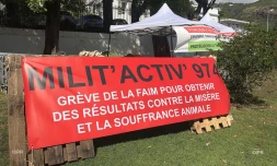 Animaux