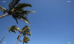 météo réunion 