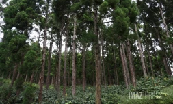  Forêt de Cryptomerias