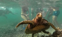 tortues imbriquées du lagon présence humaine