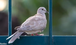 Saint-Pierre : première reproduction documentée de la tourterelle rieuse à La Réunion