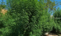 Ravine des Cabris : 835 pieds de Zamal saisis par la police