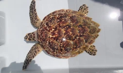 tortue