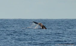Deux baleines observées cap la houssaye