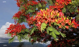 flamboyants