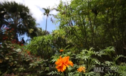 jardin fleur 