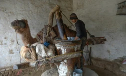 Un Afghan fait tourner un chameau pour presser de l'huile de sĂ©same, selon la mĂ©thode de ses ancĂȘtres, le 22 janvier Ă Mazar-i-Sharif