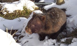 wombat australie marsupial