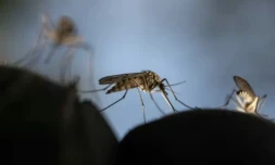 Des moustiques près de Sundom (Finlande), le 18 juin 2023 ( AFP / Olivier MORIN )