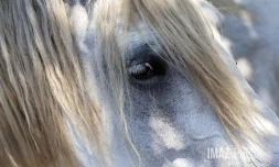 chevaux 