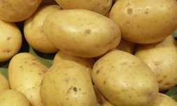 Pomme de terre