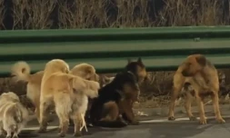 Un groupe de chiens perdus parcourt 17 kilomètres afin de retrouver son chemin jusqu'à la maison
