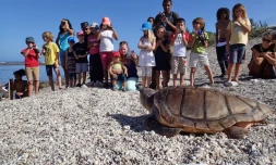 tortue kelonia  Rosalia 