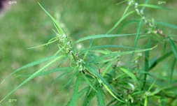 Zamal