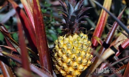 ananas victoria 