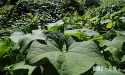 espèce envahissante , les espèces invasives