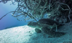 Cap Lahoussaye, nettoyage