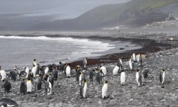  L’île Heard est composée de pingouins... qui seront bientôt taxés ! © AFP or licensors / AFP