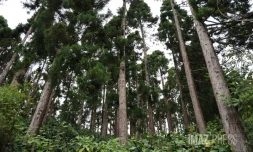  Forêt de Cryptomerias