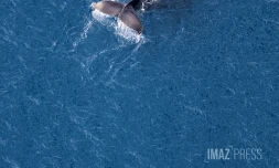 baleines septembre 2023