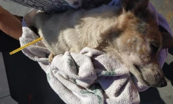 Chienne maltraitée, flèche d'arbalète, tentative de sauvetage