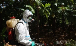 Chikungunya : l'épidémie est déclarée à La Réunion, le préfet déclenche le niveau 3 du dispositif Orsec [?]