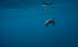 Tortue fils de pêche