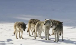 Aux Ătats-Unis, un loup solitaire revitalise tout un Ă©cosystĂšme
