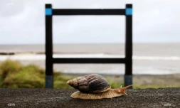 escargot 