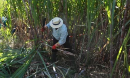 Publi Foire de Bras Panon