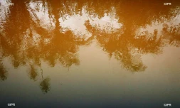 pluie 