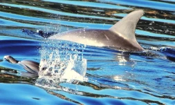 dauphins