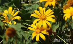 Fleurs jaunes