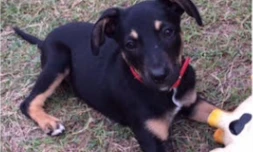 Chiot