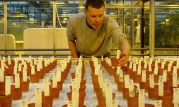 Photographie transmise par le département de recherche de l'université de Wageningen le 6 mai 2016 montrant le chercheur Wieger Wamelink inspectant ses cultures dans un sol pseudo-martien au laboratoire de l'université aux Pays-Bas