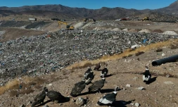 Des condors à la recherche de nourriture, à la décharge de Los Colorados exploitée par KDM Residuos, à Tiltil, au Chili, le 8 mai 2026