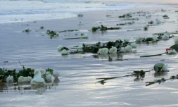 Hommage à Elio Canestri