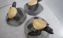 Kélonia : des moulages des tortues vertes nées à La Réunion en vente à la boutique